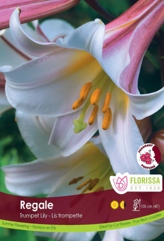 Lily - Trumpet Regale