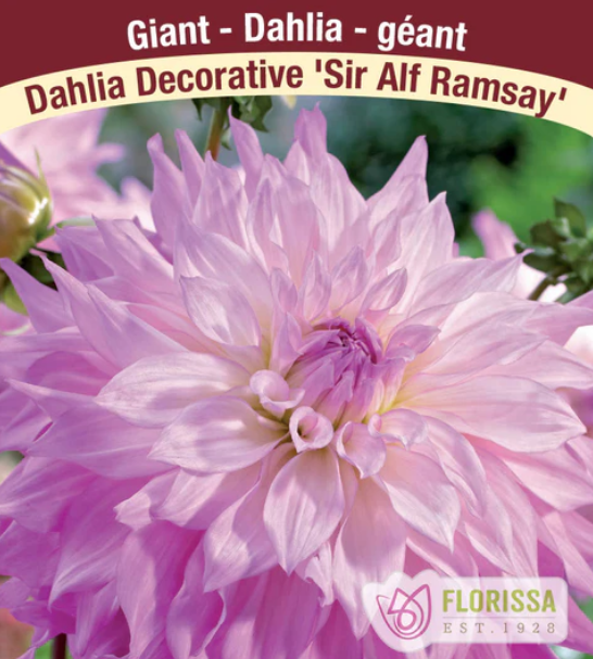 Dahlia - Dinnerplate Sir Alf Ramsey