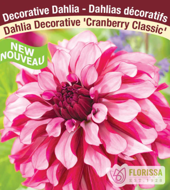 Dahlia - Cranberry Classic
