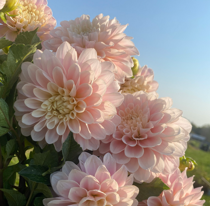 Dahlia - Sweet Nathalie