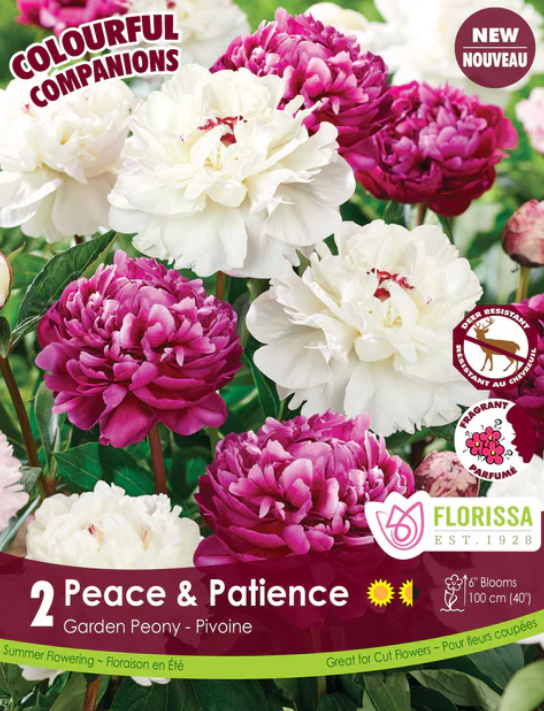 Peony - Peace and Patience - Pack of 2