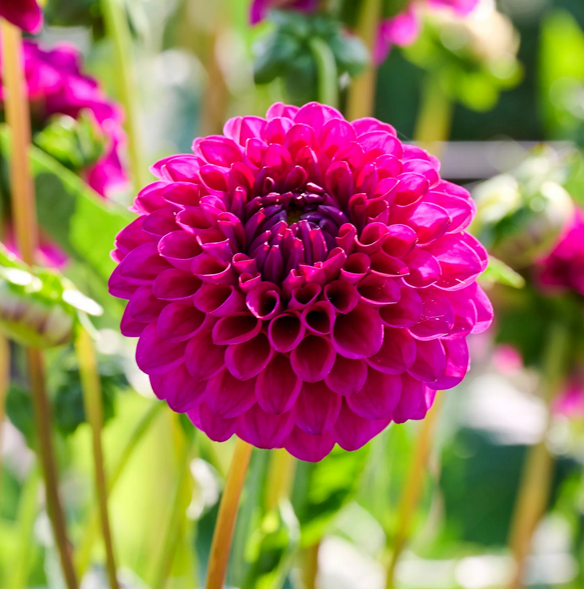 Dahlia - Cryfield Harmony