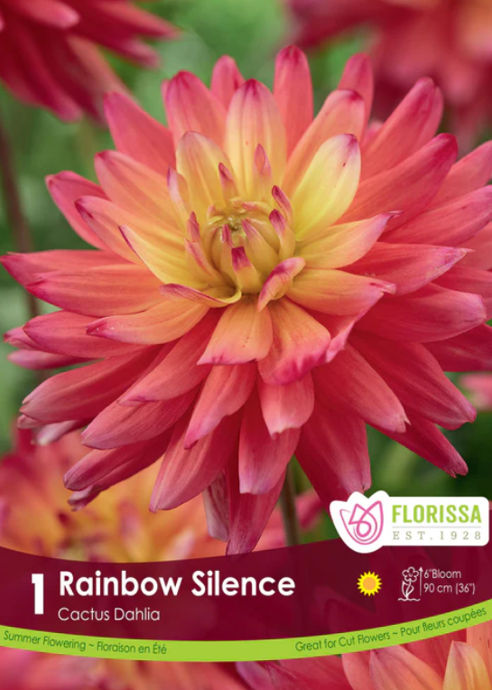 Dahlia - Cactus Rainbow Silence