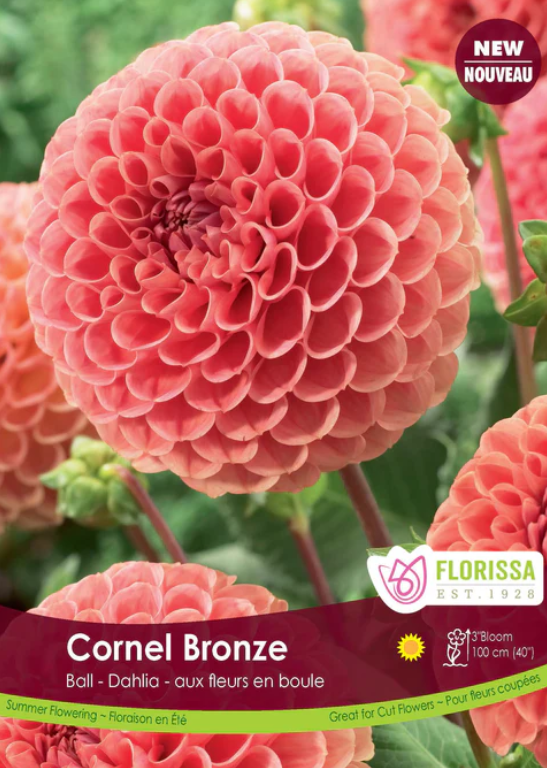 Dahlia - Cornel Bronze Ball