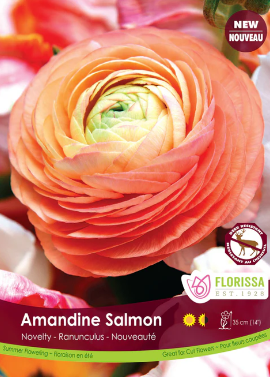 Ranunculus - Amandine Salmon - Pack of 5