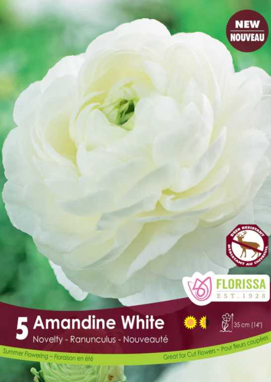 Ranunculus - Amandine White - Pack of 5