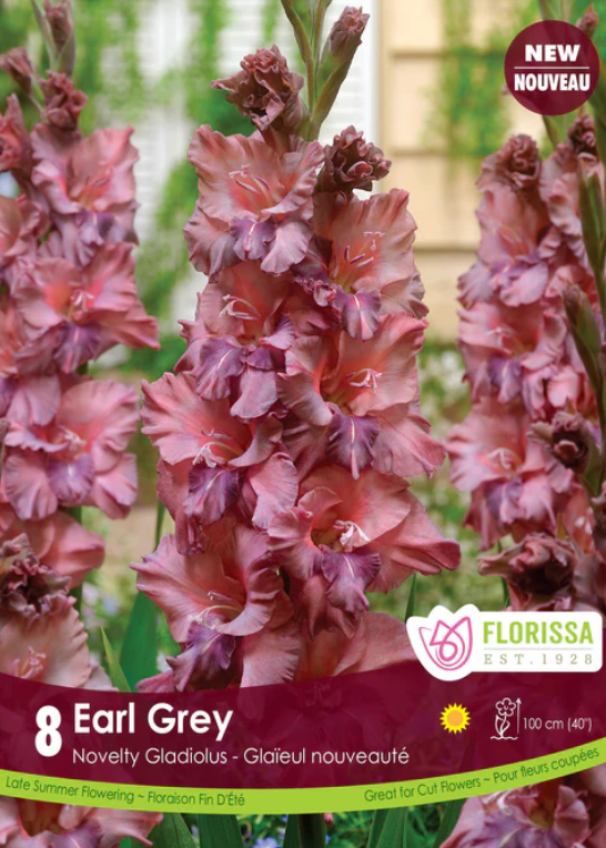 Gladiolus - Earl Grey - Pack of 8