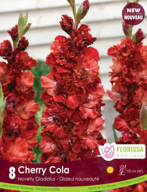 Gladiolus - Cherry Cola - Pack of 8