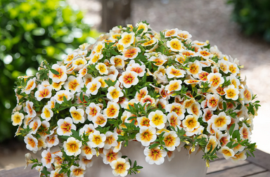 Calibrachoa - Calitastic Cappucino