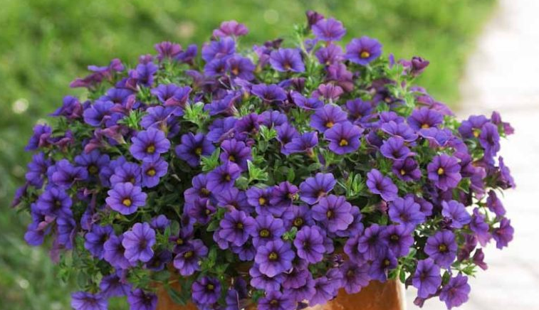 Calibrachoa - Cabaret Midnight Blue