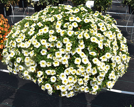 Calibrachoa - Cha Cha Frosty Lemon