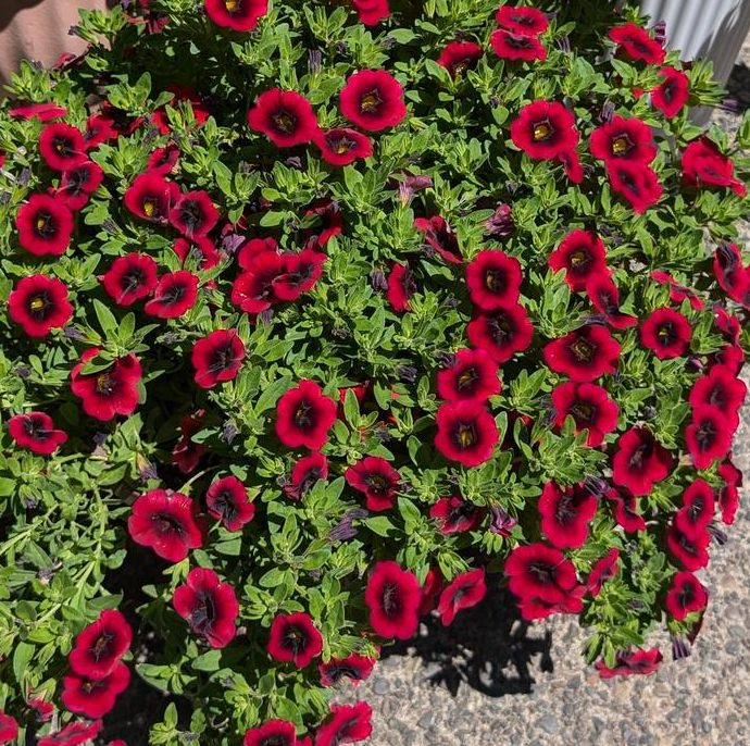 Calibrachoa - Cha Cha Red Kiss