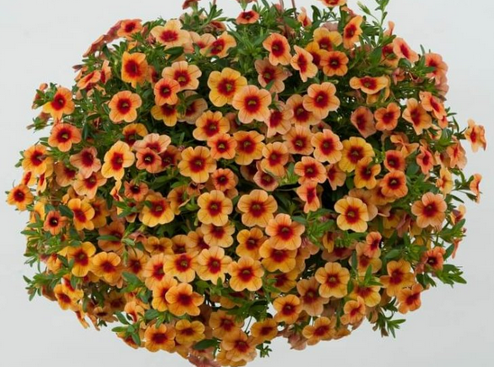 Calibrachoa - Eyeconic Sunset