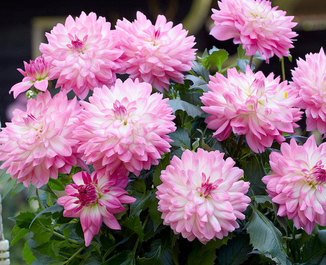 Dahlia - Novation Pink Bicolour