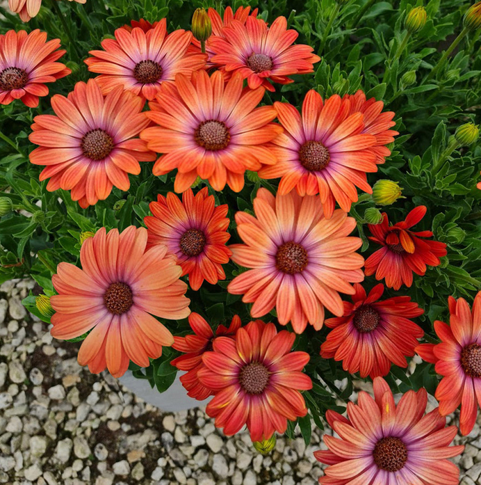 Osteospermum - Serenity Coral Magic