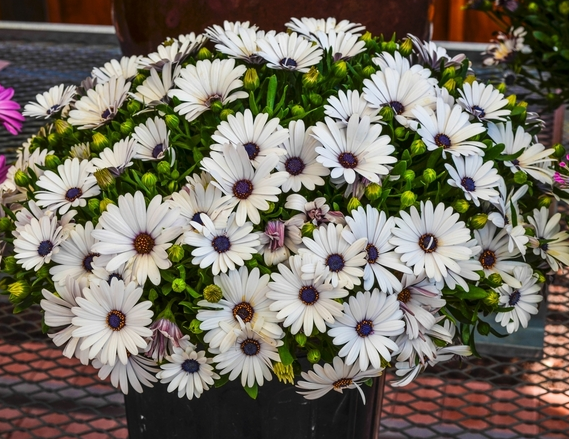 Osteospermum - Serenity White