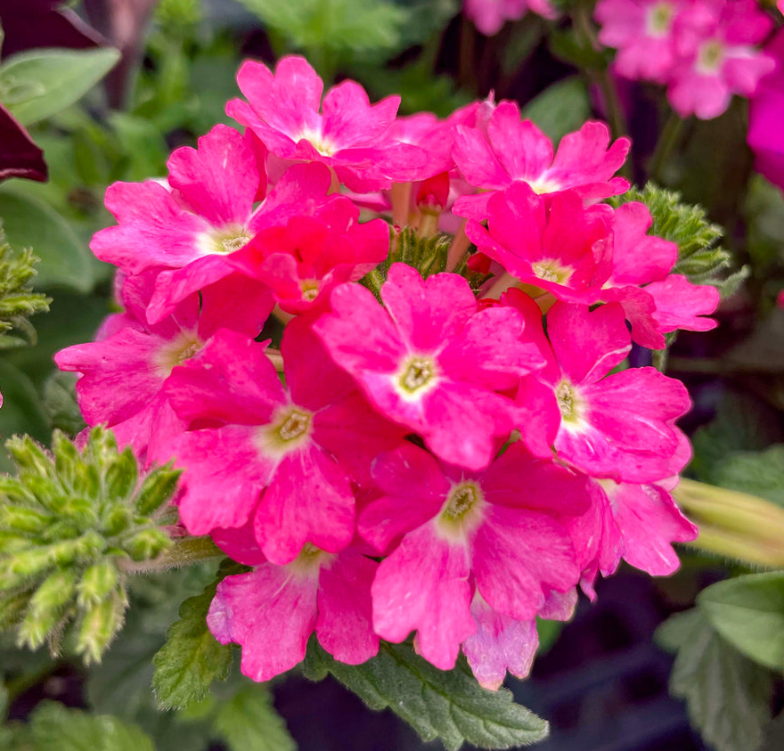 Verbena - Firehouse Pink