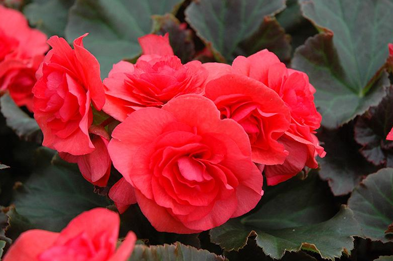 Begonia - Sun Solenia Dark Pink