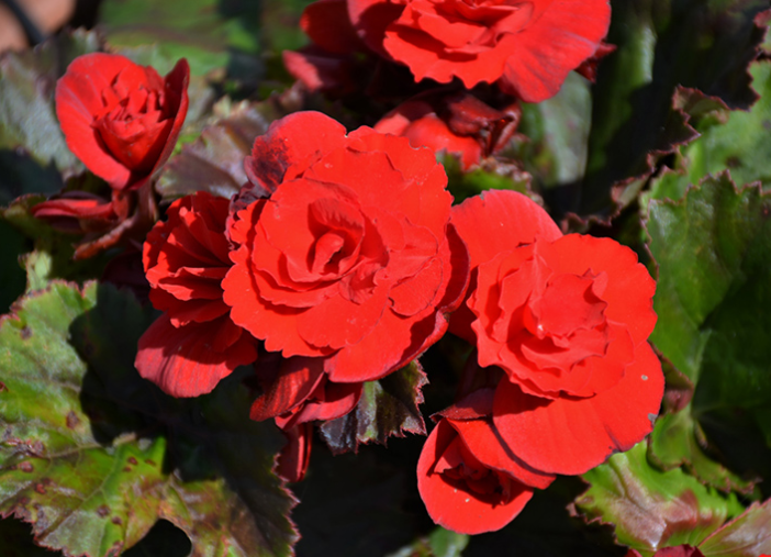 Begonia - Sun Solenia Red