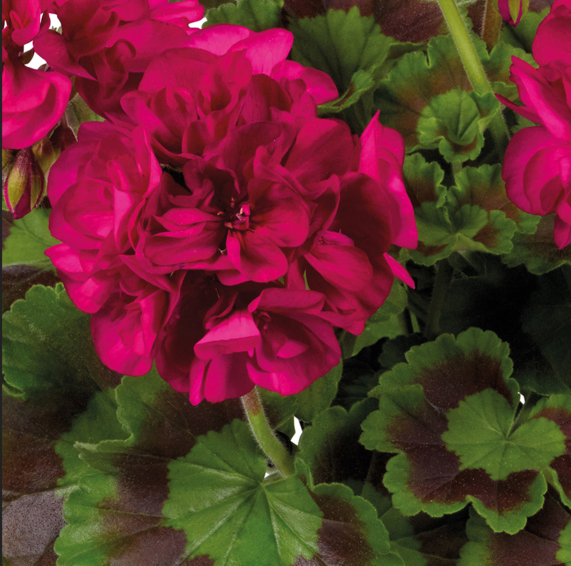 Geranium - Galaxy Purple