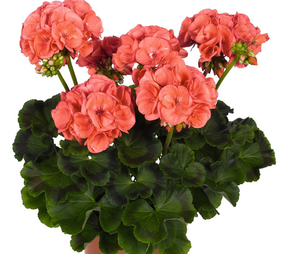 Geranium - Survivor Coral