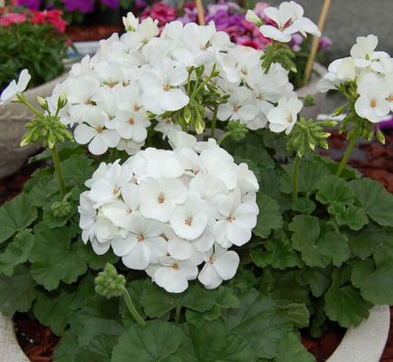 Geranium - Survivor White
