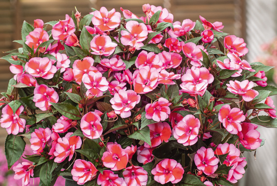 Impatiens - Sun Hybrid SunPatiens Compact Red Candy