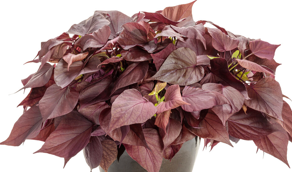 Ipomoea Sweet Potato Vine - Sweet Caroline Sweetheart Mahogany