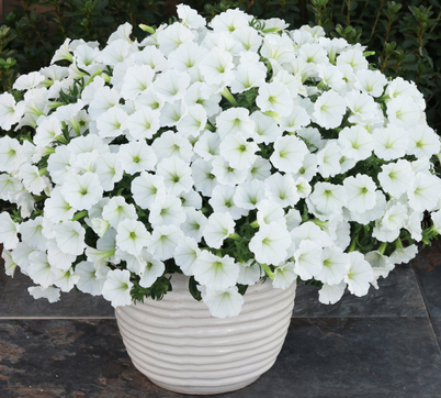 Petunia - Supertunia Vista Snowdrift