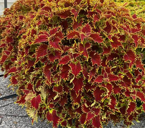 Coleus - Copperhead