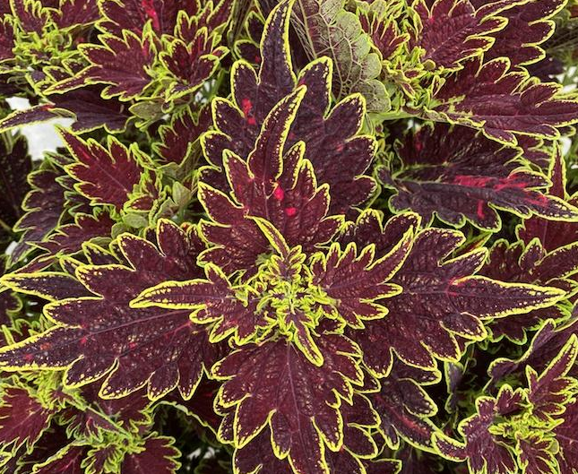 Coleus - Main Street Bourbon Street