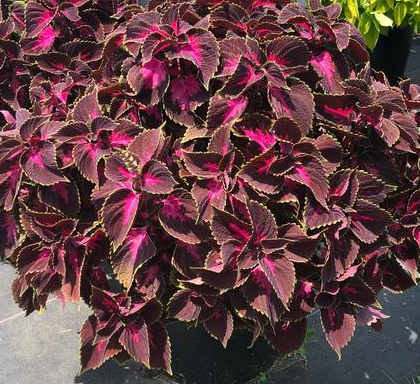 Coleus - Main Street Fifth Avenue