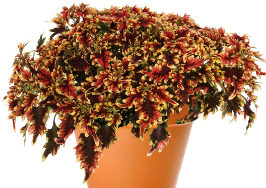 Coleus - Stained Glassworks Golden Gate