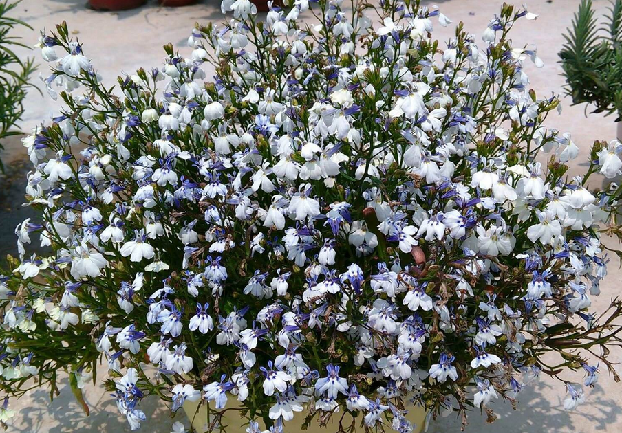 Lobelia - Riviera Blue Splash (6 Pack Regular)