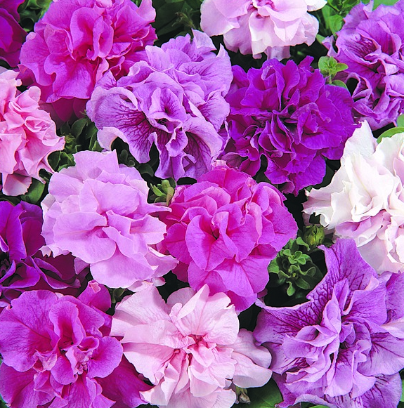 Petunia - Double Cascade Mix (6 Pack Regular)