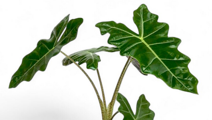Alocasia - Pseudo Sanderina