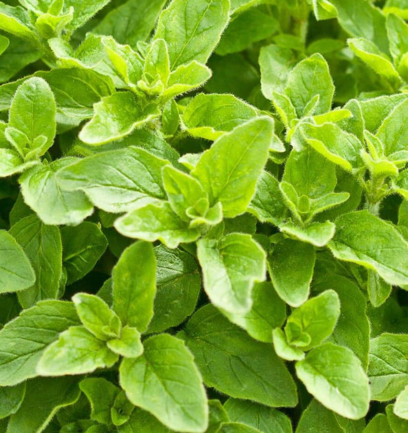 Oregano - Greek 4&#39;&#39;