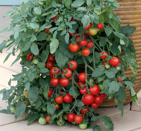 12&quot; HB - Tomato Tumbler