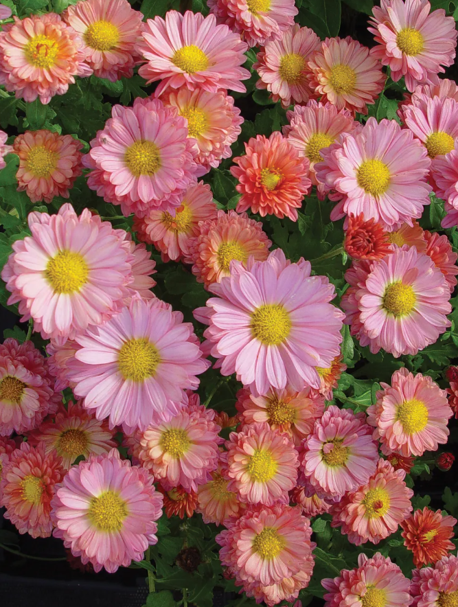 Chrysanthemum - Mammoth Coral Daisy