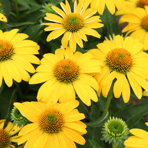 Echinacea - Sombrero Lemon Yellow