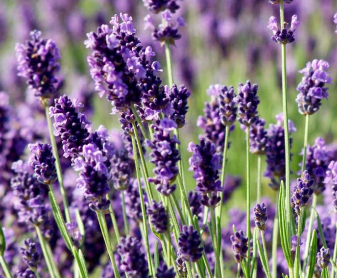 Lavandula (Lavender) - Ang. Munstead