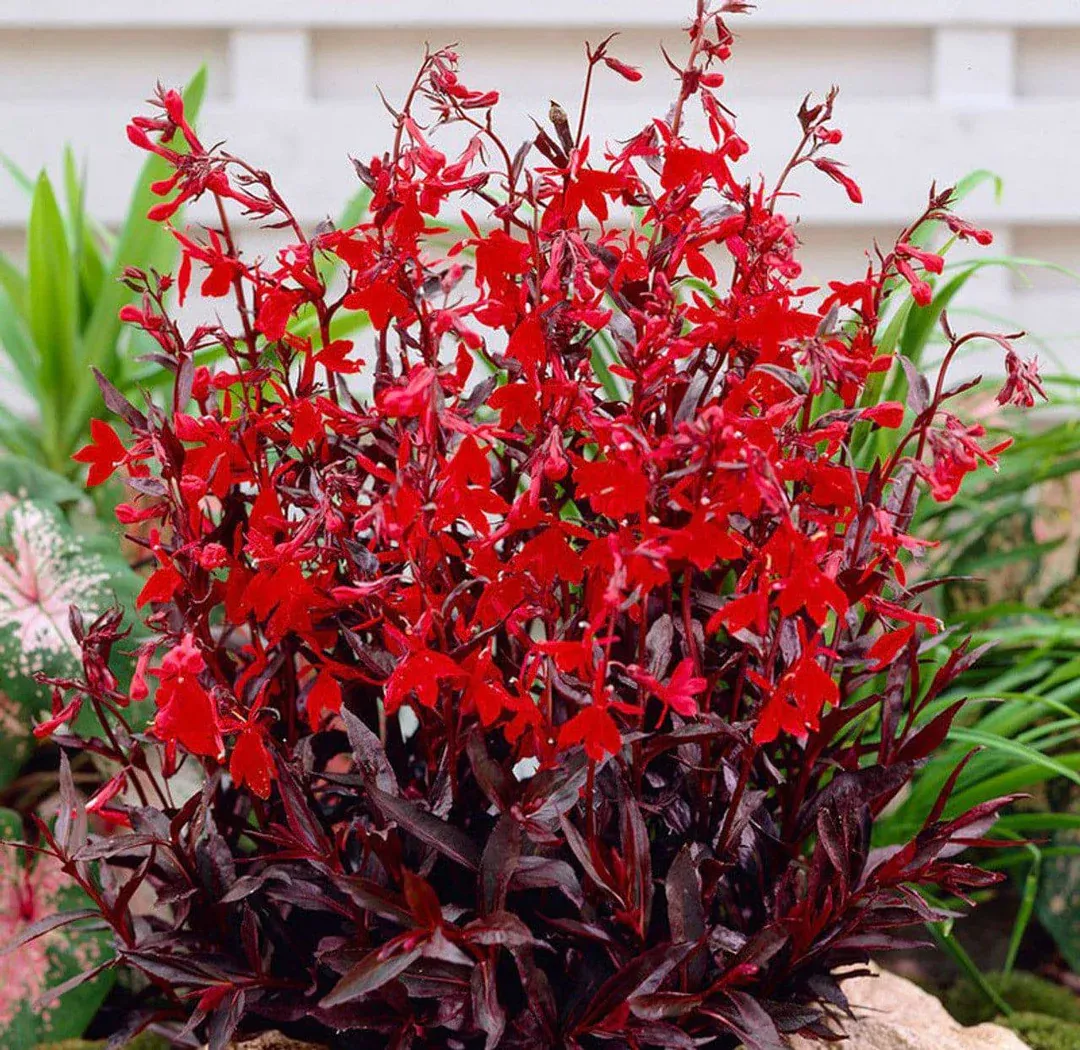 Lobelia - Queen Victoria
