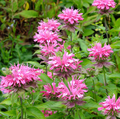 Monarda - Marshall&#39;s Delight