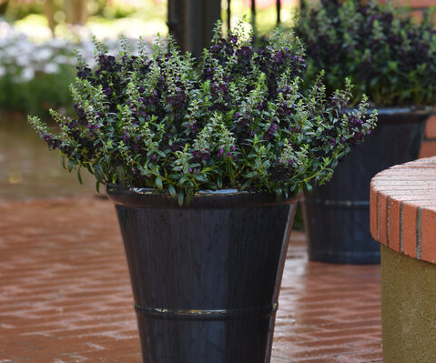 Angelonia - AngelFlare Black