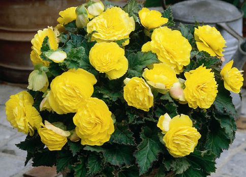 Begonia - Nonstop Lemon