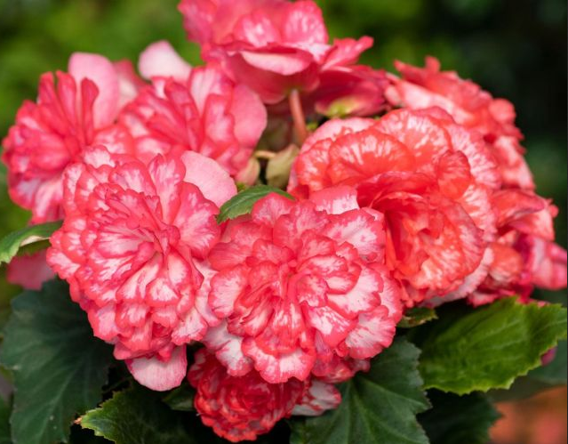 Begonia - On Top Polka Dot