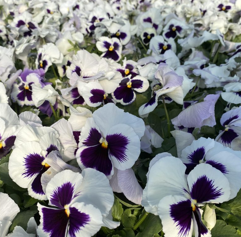Pansy - Matrix White Blotch (6 Pack Regular)