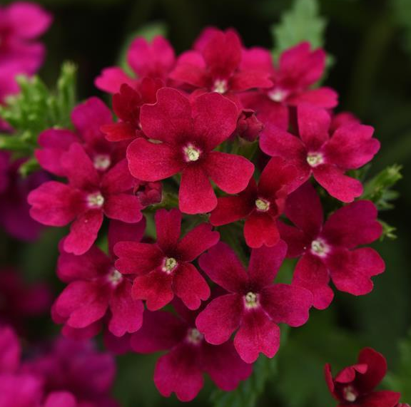 Verbena - Quartz XP Bordeaux (6 Pack Regular)