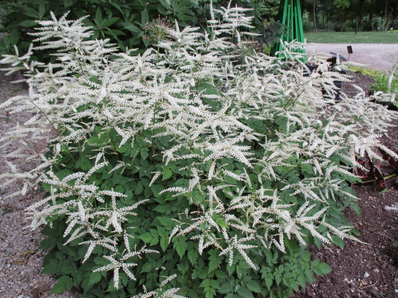 Aruncus Diocus (Goat&#39;s Beard) - Misty Lace