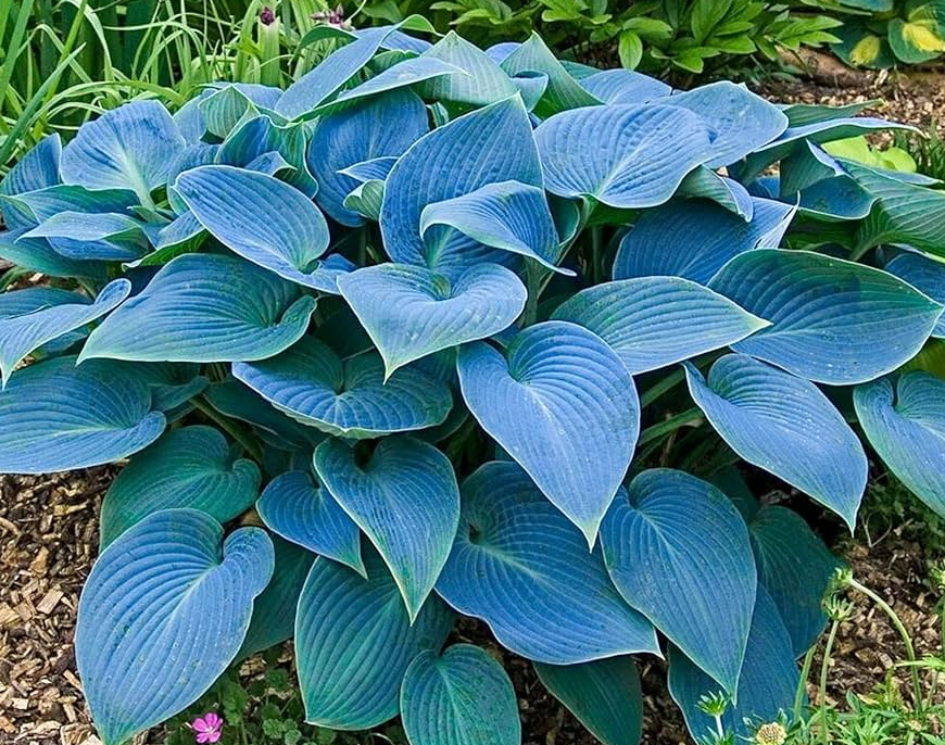 Hosta (Plantain Lily) - True Blue